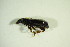 ( - GBOL04008)  @12 [ ] CreativeCommons - Attribution Non-Commercial Share-Alike (2015) Unspecified SNSB, Zoologische Staatssammlung Muenchen