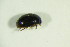  ( - GBOL04019)  @12 [ ] CreativeCommons - Attribution Non-Commercial Share-Alike (2015) Unspecified SNSB, Zoologische Staatssammlung Muenchen