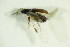  ( - GBOL04022)  @12 [ ] CreativeCommons - Attribution Non-Commercial Share-Alike (2015) Unspecified SNSB, Zoologische Staatssammlung Muenchen