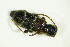  ( - GBOL04236)  @12 [ ] CreativeCommons - Attribution Non-Commercial Share-Alike (2015) Unspecified SNSB, Zoologische Staatssammlung Muenchen