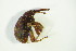  ( - GBOL04245)  @12 [ ] CreativeCommons - Attribution Non-Commercial Share-Alike (2015) Unspecified SNSB, Zoologische Staatssammlung Muenchen