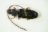  ( - GBOL04266)  @12 [ ] CreativeCommons - Attribution Non-Commercial Share-Alike (2015) Unspecified SNSB, Zoologische Staatssammlung Muenchen