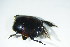  ( - GBOL04317)  @12 [ ] CreativeCommons - Attribution Non-Commercial Share-Alike (2015) Unspecified SNSB, Zoologische Staatssammlung Muenchen