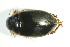  ( - GBOL04945)  @12 [ ] CreativeCommons - Attribution Non-Commercial Share-Alike (2015) Unspecified SNSB, Zoologische Staatssammlung Muenchen