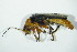  ( - GBOL04974)  @12 [ ] CreativeCommons - Attribution Non-Commercial Share-Alike (2015) Unspecified SNSB, Zoologische Staatssammlung Muenchen