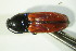  ( - GBOL06112)  @13 [ ] CreativeCommons - Attribution Non-Commercial Share-Alike (2015) Unspecified SNSB, Zoologische Staatssammlung Muenchen