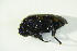  ( - GBOL06778)  @12 [ ] CreativeCommons - Attribution Non-Commercial Share-Alike (2015) Unspecified SNSB, Zoologische Staatssammlung Muenchen