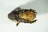  (Gasterocercus - GBOL06949)  @11 [ ] CreativeCommons - Attribution Non-Commercial Share-Alike (2015) Unspecified SNSB, Zoologische Staatssammlung Muenchen
