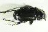  ( - GBOL07636)  @13 [ ] CreativeCommons - Attribution Non-Commercial Share-Alike (2015) Unspecified SNSB, Zoologische Staatssammlung Muenchen