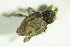  ( - GBOL07847)  @13 [ ] CreativeCommons - Attribution Non-Commercial Share-Alike (2015) Unspecified SNSB, Zoologische Staatssammlung Muenchen