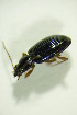  ( - GBOL07860)  @11 [ ] CreativeCommons - Attribution Non-Commercial Share-Alike (2015) Unspecified SNSB, Zoologische Staatssammlung Muenchen