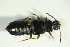  ( - GBOL07885)  @13 [ ] CreativeCommons - Attribution Non-Commercial Share-Alike (2015) Unspecified SNSB, Zoologische Staatssammlung Muenchen
