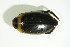  ( - GBOL08358)  @13 [ ] CreativeCommons - Attribution Non-Commercial Share-Alike (2015) Unspecified SNSB, Zoologische Staatssammlung Muenchen