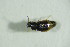  ( - GBOL09566)  @13 [ ] CreativeCommons - Attribution Non-Commercial Share-Alike (2015) Unspecified SNSB, Zoologische Staatssammlung Muenchen