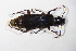  ( - GBOL10057)  @11 [ ] CreativeCommons - Attribution Non-Commercial Share-Alike (2015) Unspecified SNSB, Zoologische Staatssammlung Muenchen