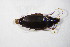  ( - GBOL10064)  @11 [ ] CreativeCommons - Attribution Non-Commercial Share-Alike (2015) Unspecified SNSB, Zoologische Staatssammlung Muenchen