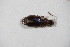  ( - GBOL10067)  @12 [ ] CreativeCommons - Attribution Non-Commercial Share-Alike (2015) Unspecified SNSB, Zoologische Staatssammlung Muenchen