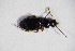  ( - GBOL10094)  @13 [ ] CreativeCommons - Attribution Non-Commercial Share-Alike (2015) Unspecified SNSB, Zoologische Staatssammlung Muenchen