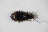  ( - GBOL10154)  @13 [ ] CreativeCommons - Attribution Non-Commercial Share-Alike (2015) Unspecified SNSB, Zoologische Staatssammlung Muenchen