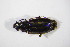  (Tachys bistriatus - GBOL10173)  @13 [ ] CreativeCommons - Attribution Non-Commercial Share-Alike (2015) Unspecified SNSB, Zoologische Staatssammlung Muenchen