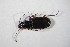  (Bembidion argenteolum - GBOL10205)  @13 [ ] CreativeCommons - Attribution Non-Commercial Share-Alike (2015) Unspecified SNSB, Zoologische Staatssammlung Muenchen