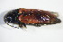  ( - GBOL11070)  @13 [ ] CreativeCommons - Attribution Non-Commercial Share-Alike (2015) Unspecified SNSB, Zoologische Staatssammlung Muenchen
