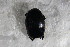  ( - GBOL13200)  @11 [ ] CreativeCommons - Attribution Non-Commercial Share-Alike (2015) Unspecified SNSB, Zoologische Staatssammlung Muenchen