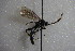  (Cratichneumon armillatops - GBOL14196)  @14 [ ] CreativeCommons - Attribution Non-Commercial Share-Alike (2015) Unspecified SNSB, Zoologische Staatssammlung Muenchen