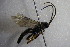  ( - GBOL14204)  @11 [ ] CreativeCommons - Attribution Non-Commercial Share-Alike (2015) Unspecified SNSB, Zoologische Staatssammlung Muenchen