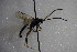  (Platylabus fennicus - GBOL14208)  @13 [ ] CreativeCommons - Attribution Non-Commercial Share-Alike (2015) Unspecified SNSB, Zoologische Staatssammlung Muenchen