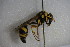  ( - GBOL14227)  @13 [ ] CreativeCommons - Attribution Non-Commercial Share-Alike (2015) Unspecified SNSB, Zoologische Staatssammlung Muenchen