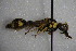  (Eumenes cyrenaicus - GBOL14228)  @14 [ ] CreativeCommons - Attribution Non-Commercial Share-Alike (2015) Unspecified SNSB, Zoologische Staatssammlung Muenchen