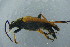  ( - GBOL18070)  @12 [ ] CreativeCommons - Attribution Non-Commercial Share-Alike (2015) Unspecified SNSB, Zoologische Staatssammlung Muenchen