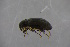  ( - GBOL18966)  @11 [ ] CreativeCommons - Attribution Non-Commercial Share-Alike (2016) SNSB, Staatliche Naturwissenschaftliche Sammlungen Bayerns ZSM (SNSB, Zoologische Staatssammlung Muenchen)
