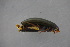  ( - GBOL18987)  @11 [ ] CreativeCommons - Attribution Non-Commercial Share-Alike (2016) SNSB, Staatliche Naturwissenschaftliche Sammlungen Bayerns ZSM (SNSB, Zoologische Staatssammlung Muenchen)