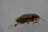  ( - GBOL18988)  @12 [ ] CreativeCommons - Attribution Non-Commercial Share-Alike (2016) SNSB, Staatliche Naturwissenschaftliche Sammlungen Bayerns ZSM (SNSB, Zoologische Staatssammlung Muenchen)
