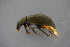  ( - GBOL19002)  @13 [ ] CreativeCommons - Attribution Non-Commercial Share-Alike (2016) SNSB, Staatliche Naturwissenschaftliche Sammlungen Bayerns ZSM (SNSB, Zoologische Staatssammlung Muenchen)
