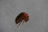  ( - GBOL19017)  @11 [ ] CreativeCommons - Attribution Non-Commercial Share-Alike (2016) SNSB, Staatliche Naturwissenschaftliche Sammlungen Bayerns ZSM (SNSB, Zoologische Staatssammlung Muenchen)