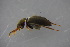  ( - GBOL19018)  @12 [ ] CreativeCommons - Attribution Non-Commercial Share-Alike (2016) SNSB, Staatliche Naturwissenschaftliche Sammlungen Bayerns ZSM (SNSB, Zoologische Staatssammlung Muenchen)