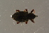  ( - GBOL19651)  @11 [ ] CreativeCommons - Attribution Non-Commercial Share-Alike (2016) SNSB, Staatliche Naturwissenschaftliche Sammlungen Bayerns ZSM (SNSB, Zoologische Staatssammlung Muenchen)
