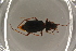  ( - GBOL19664)  @11 [ ] CreativeCommons - Attribution Non-Commercial Share-Alike (2016) SNSB, Staatliche Naturwissenschaftliche Sammlungen Bayerns ZSM (SNSB, Zoologische Staatssammlung Muenchen)