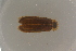  ( - GBOL19670)  @11 [ ] CreativeCommons - Attribution Non-Commercial Share-Alike (2016) SNSB, Staatliche Naturwissenschaftliche Sammlungen Bayerns ZSM (SNSB, Zoologische Staatssammlung Muenchen)