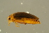  ( - GBOL19711)  @11 [ ] CreativeCommons - Attribution Non-Commercial Share-Alike (2016) SNSB, Staatliche Naturwissenschaftliche Sammlungen Bayerns ZSM (SNSB, Zoologische Staatssammlung Muenchen)