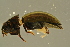  ( - GBOL19712)  @12 [ ] CreativeCommons - Attribution Non-Commercial Share-Alike (2016) SNSB, Staatliche Naturwissenschaftliche Sammlungen Bayerns ZSM (SNSB, Zoologische Staatssammlung Muenchen)