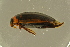 ( - GBOL19719)  @11 [ ] CreativeCommons - Attribution Non-Commercial Share-Alike (2016) SNSB, Staatliche Naturwissenschaftliche Sammlungen Bayerns ZSM (SNSB, Zoologische Staatssammlung Muenchen)