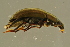  ( - GBOL19733)  @12 [ ] CreativeCommons - Attribution Non-Commercial Share-Alike (2016) SNSB, Staatliche Naturwissenschaftliche Sammlungen Bayerns ZSM (SNSB, Zoologische Staatssammlung Muenchen)