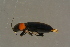  ( - GBOLBB111)  @11 [ ] CreativeCommons - Attribution Non-Commercial Share-Alike (2016) SNSB, Staatliche Naturwissenschaftliche Sammlungen Bayerns ZSM (SNSB, Zoologische Staatssammlung Muenchen)