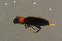  ( - GBOLBB112)  @11 [ ] CreativeCommons - Attribution Non-Commercial Share-Alike (2016) SNSB, Staatliche Naturwissenschaftliche Sammlungen Bayerns ZSM (SNSB, Zoologische Staatssammlung Muenchen)