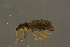  ( - GBOLBB132)  @11 [ ] CreativeCommons - Attribution Non-Commercial Share-Alike (2016) SNSB, Staatliche Naturwissenschaftliche Sammlungen Bayerns ZSM (SNSB, Zoologische Staatssammlung Muenchen)