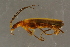  ( - GBOLBB17)  @11 [ ] CreativeCommons - Attribution Non-Commercial Share-Alike (2016) SNSB, Staatliche Naturwissenschaftliche Sammlungen Bayerns ZSM (SNSB, Zoologische Staatssammlung Muenchen)